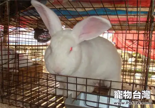新西蘭兔的外觀特徵(1圖)-寵物台灣