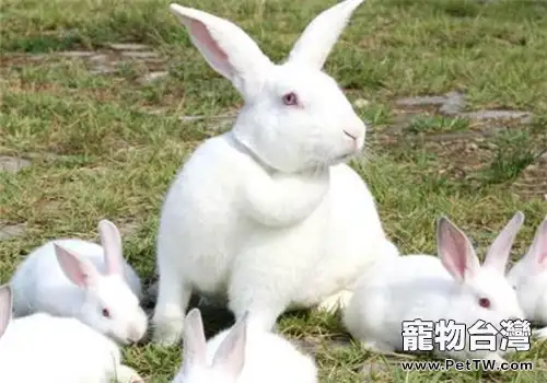 新西蘭兔的飼養環境消毒方法