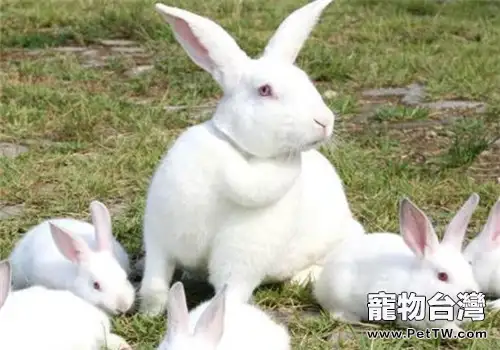 新西蘭兔的飼養環境消毒方法(1圖)-寵物台灣