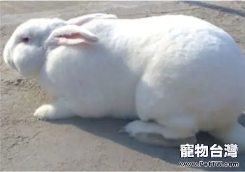 新西蘭兔的飼養管理原則(1圖)-寵物台灣
