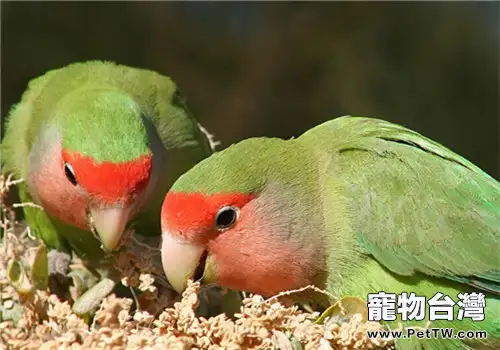 桃面愛情鸚鵡的品種簡介(1圖)-寵物台灣