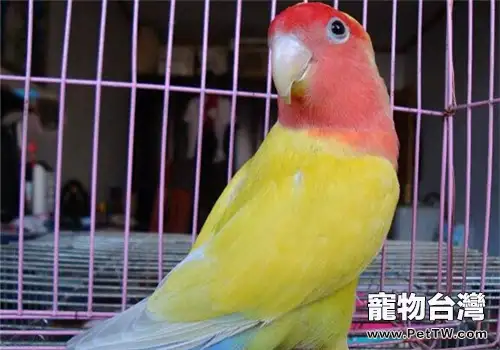 桃面愛情鸚鵡的飼養知識