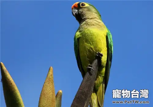 桃額錐尾鸚鵡的品種簡介(1圖)-寵物台灣