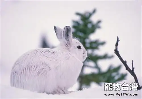 雪兔的品種簡介(1圖)-寵物台灣
