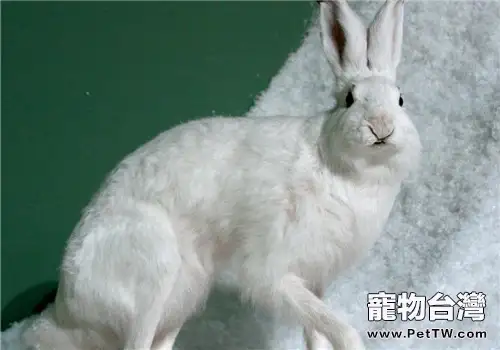 雪兔的外貌特徵(1圖)-寵物台灣