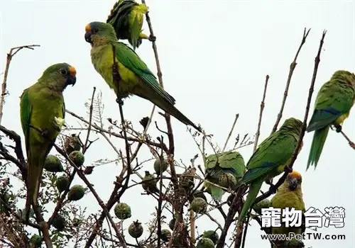 桃額錐尾鸚鵡的飼養知識