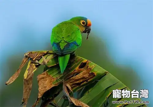 桃額錐尾鸚鵡的餵食要點(1圖)-寵物台灣