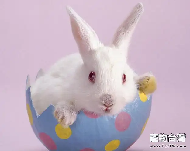 兔子不同行為語言代表什麼意思(1圖)-寵物台灣