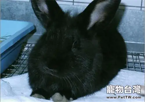 夏溫拿兔的護理知識(1圖)-寵物台灣