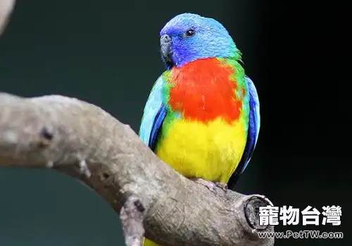 鮮紅胸鸚鵡形態特徵