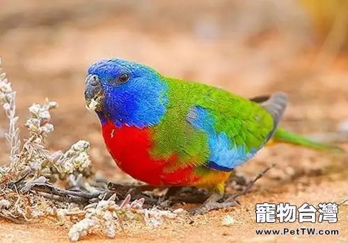 鮮紅胸鸚鵡品種簡介