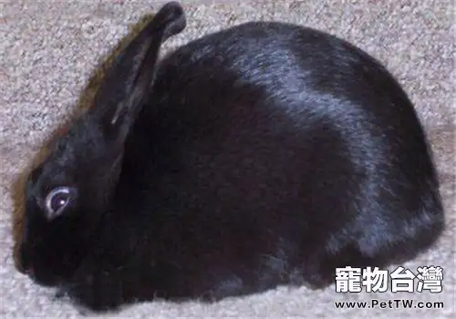 夏溫拿兔的環境適應(1圖)-寵物台灣