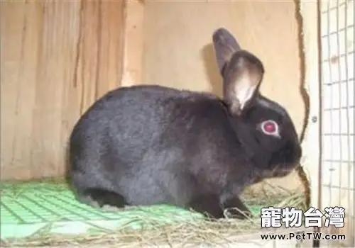 夏溫拿兔的飼養要點(1圖)-寵物台灣