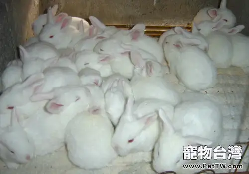 伊拉兔的飼養環境(1圖)-寵物台灣