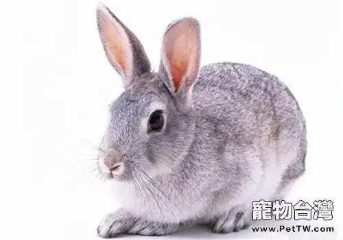 銀狐兔的外觀特徵
