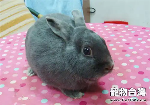 銀狐兔的飼養要點