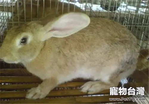 豫豐黃兔的外觀特徵