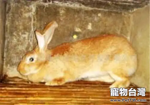 豫豐黃兔的生活環境