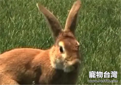 豫豐黃兔的飼養要點(1圖)-寵物台灣