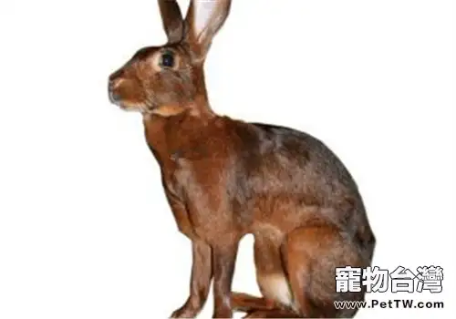 英種小型兔的形態特徵