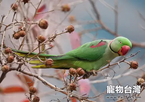 亞歷山大鸚鵡形態特徵