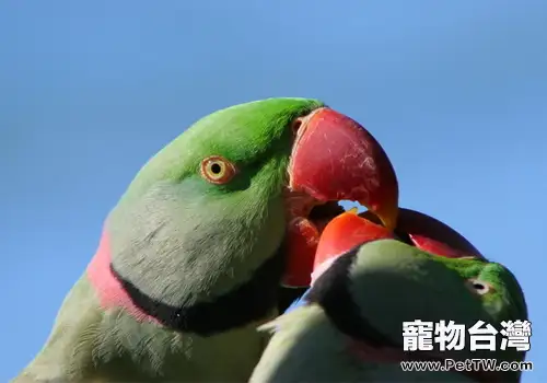 亞歷山大鸚鵡的護理知識(1圖)-寵物台灣