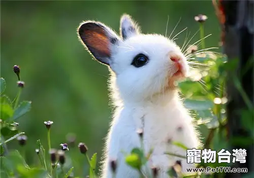 雲南花兔的外貌特徵(1圖)-寵物台灣