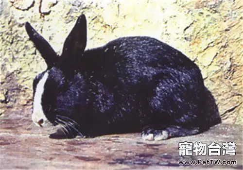 雲南花兔的生活環境