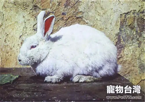 雲南花兔的飼養要點(1圖)-寵物台灣