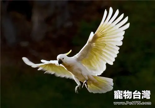 飼養鸚鵡適宜的環境溫度