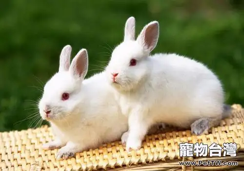 中國白兔的護理知識