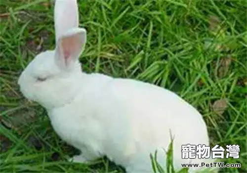 中國白兔的生活環境
