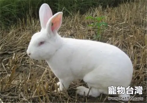 中國白兔的飼養要點