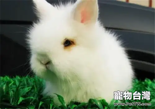 澤西長毛兔的品種簡介(1圖)-寵物台灣