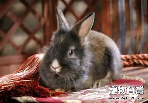 澤西長毛兔的外觀特徵