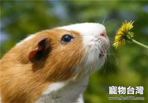 天竺鼠的飼養知識