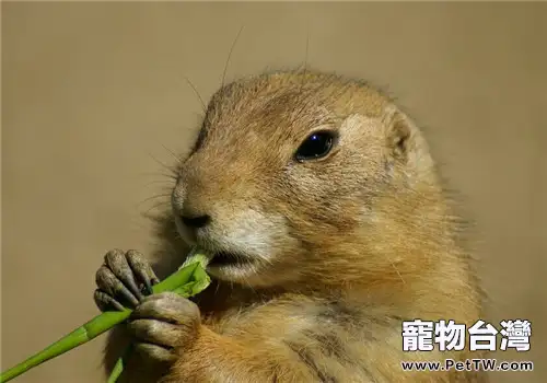 土拔鼠的品種簡介(1圖)-寵物台灣