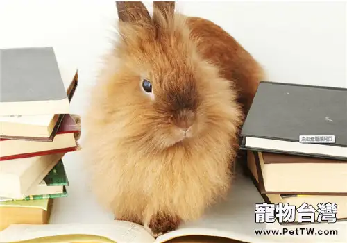 澤西長毛兔的飼養要點(1圖)-寵物台灣