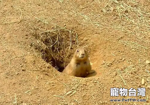 土拔鼠的形態特徵(1圖)-寵物台灣