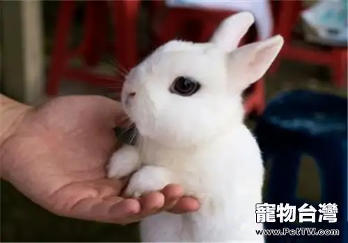 侏儒海棠兔的品種簡介