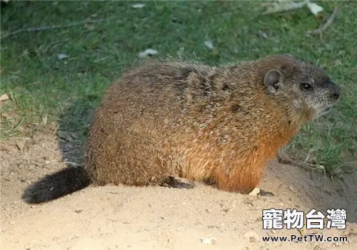 土拔鼠的飼養知識(1圖)-寵物台灣