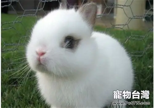 侏儒海棠兔的生活環境