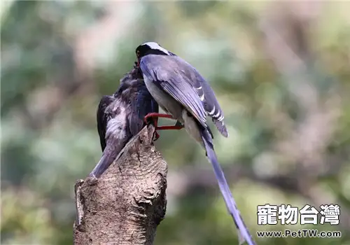 烏鶇的品種簡介(1圖)-寵物台灣