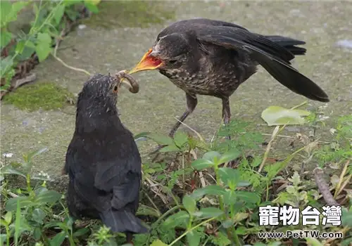 烏鶇的形態特徵(1圖)-寵物台灣