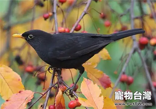 烏鶇的生活環境(1圖)-寵物台灣