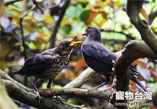 烏鶇的飼養知識