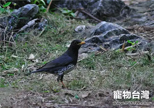 烏鶇的餵食要點(1圖)-寵物台灣
