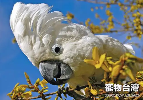 雨傘鳳頭鸚鵡品種簡介(1圖)-寵物台灣