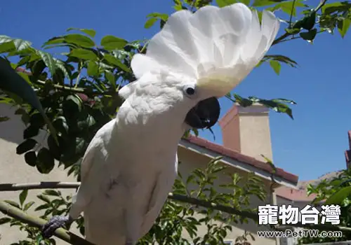 雨傘鳳頭鸚鵡形態特徵(1圖)-寵物台灣