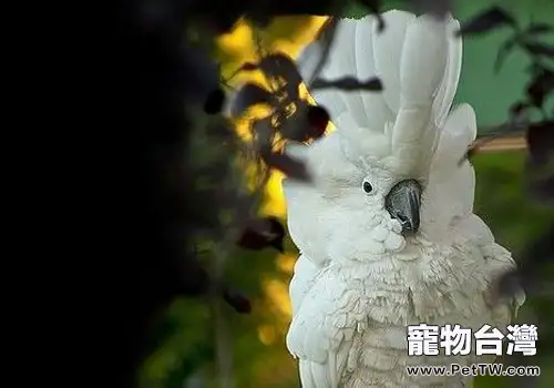 雨傘鳳頭鸚鵡的生活環境如何